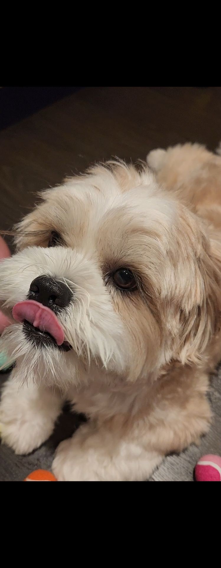 Gourmet Pet Treats