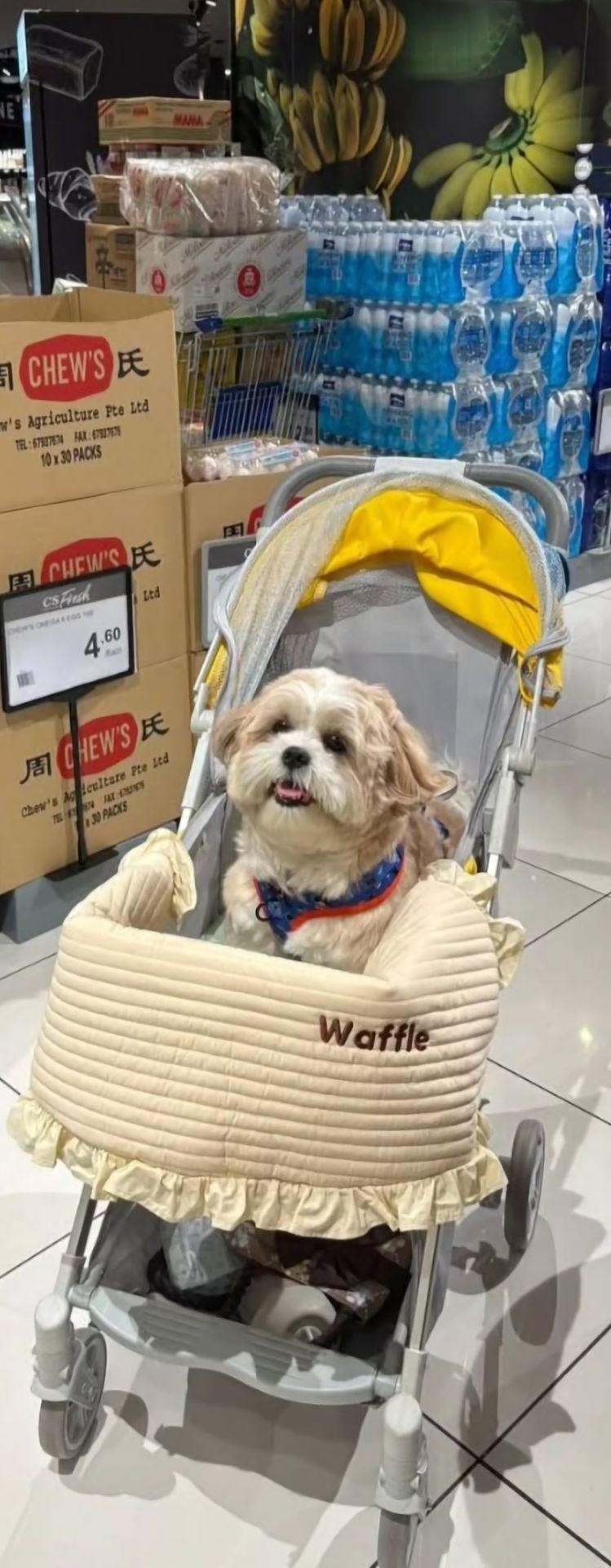 Premium Pet Accessories